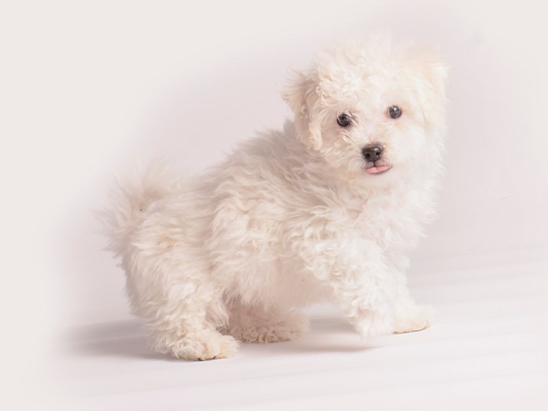 Bichon Frise - 20060 Image #1