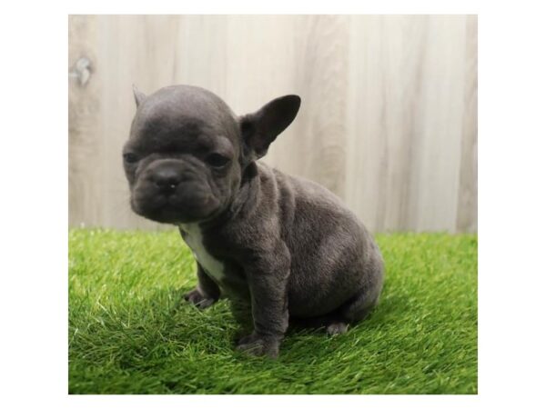 French Bulldog Dog Male Blue 20104 Petland Topeka, Kansas