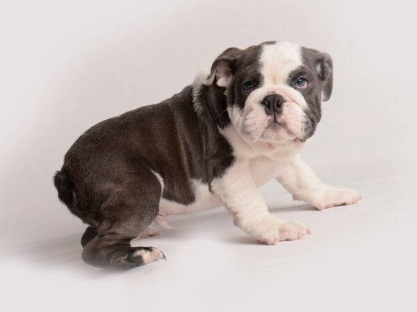 Bulldog Dog Male Blue and White 20114 Petland Topeka, Kansas