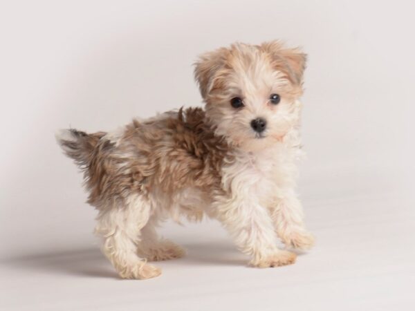 Yorkiepoo-Dog-Male-Golden-20110-Petland Topeka, Kansas