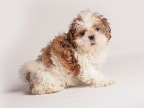 Malshi-Dog-Female-Gold / White-20109-Petland Topeka, Kansas