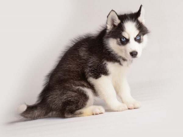 Siberian Husky Dog Male Black / White 20106 Petland Topeka, Kansas