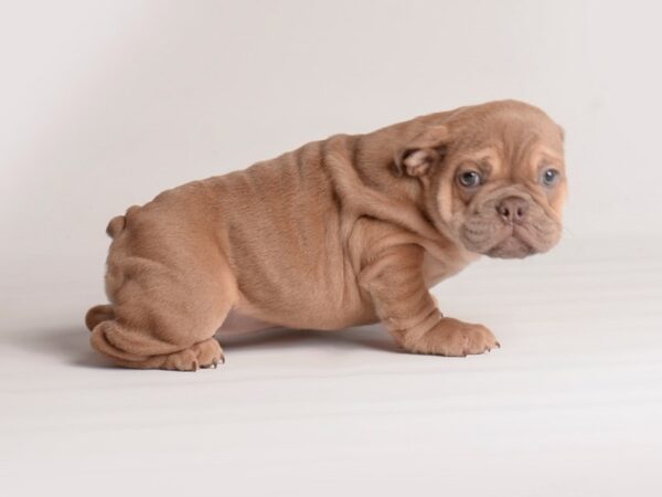 Bulldog Dog Female Fawn 20102 Petland Topeka, Kansas