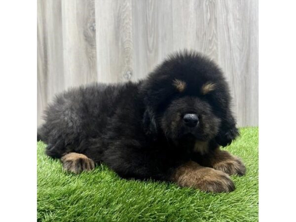 Tibetan Mastiff-Dog-Male-Black / Tan-20108-Petland Topeka, Kansas