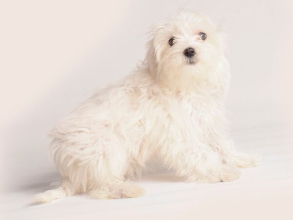 Maltese-Dog-Female-White-20122-Petland Topeka, Kansas