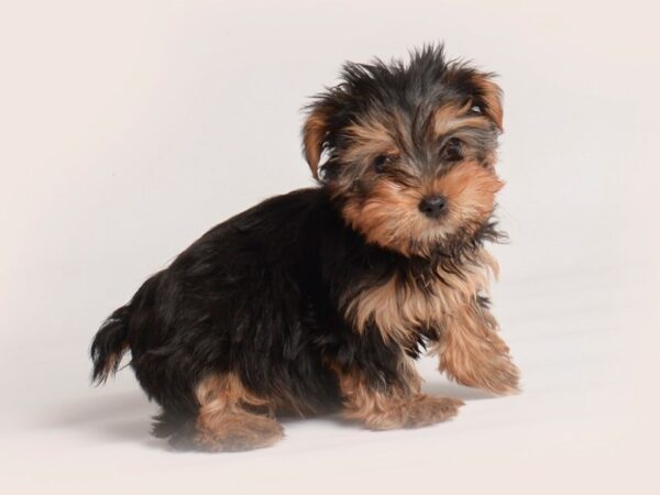 Yorkshire Terrier Dog Female Black / Tan 20120 Petland Topeka, Kansas