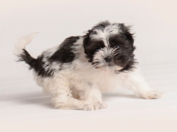 Shih Tzu Dog Female Black / White 20119 Petland Topeka, Kansas