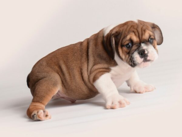 Bulldog Dog Male Bronze 20116 Petland Topeka, Kansas