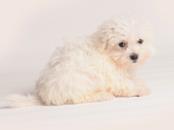 Bichon Frise Dog Male White 20115 Petland Topeka, Kansas