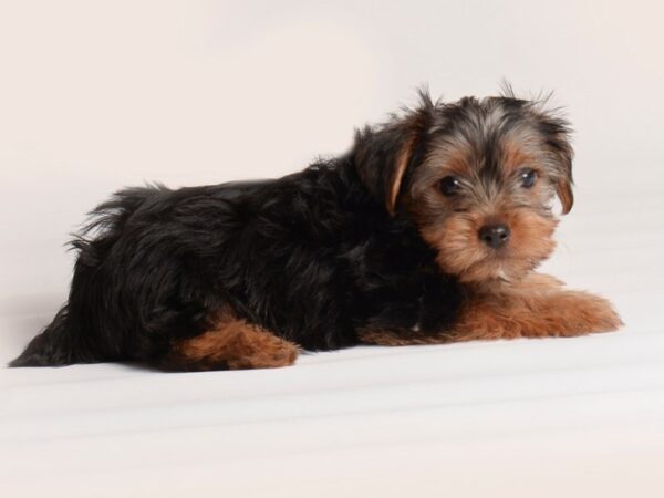 [#20121] Black / Tan Male Yorkshire Terrier Puppies For Sale