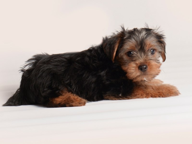 Yorkshire Terrier - 20121 Image #1