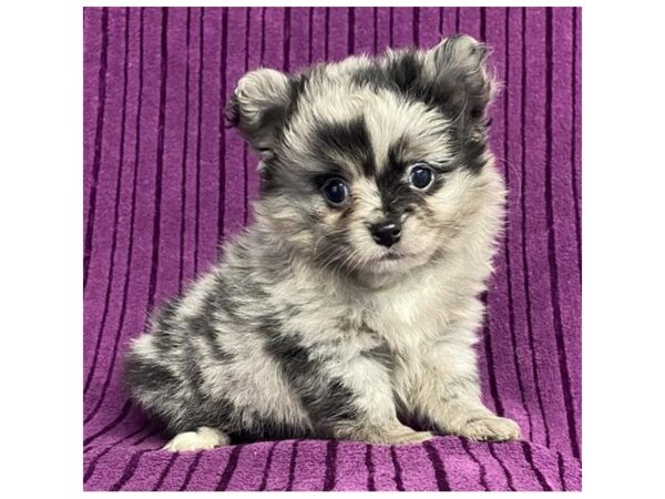 Pomeranian-Dog-Female-Blue Merle-20134-Petland Topeka, Kansas