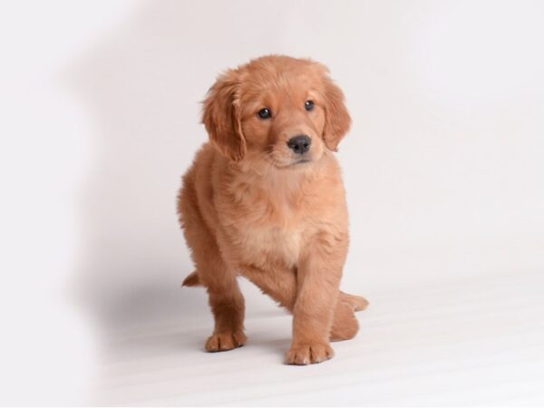 [#20128] Dark Golden Female Golden Retriever Puppies For Sale