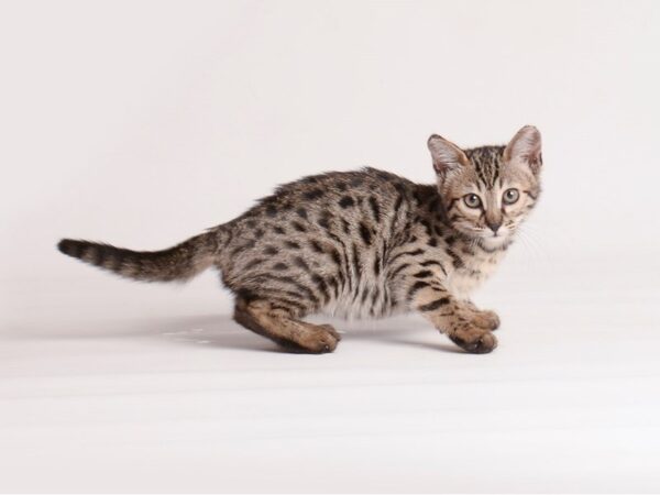 Savannah Cat-Cat-Female-Black Smoke-20137-Petland Topeka, Kansas