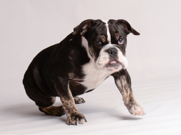 English Bulldog-Dog-Female-Black Tan / White-22317-Petland Topeka, Kansas