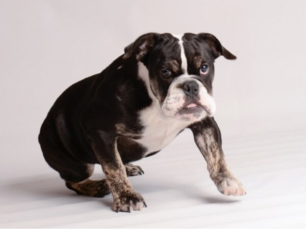 English Bulldog Dog Female Black Tan / White 22317 Petland Topeka, Kansas