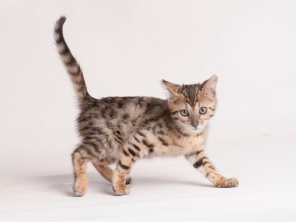 Savannah Cat-Cat-Male-Black Smoke-20136-Petland Topeka, Kansas