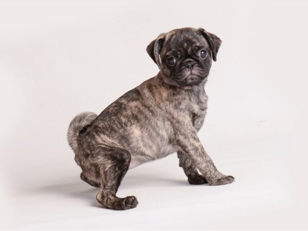 Pug Dog Female Brindle 20135 Petland Topeka, Kansas