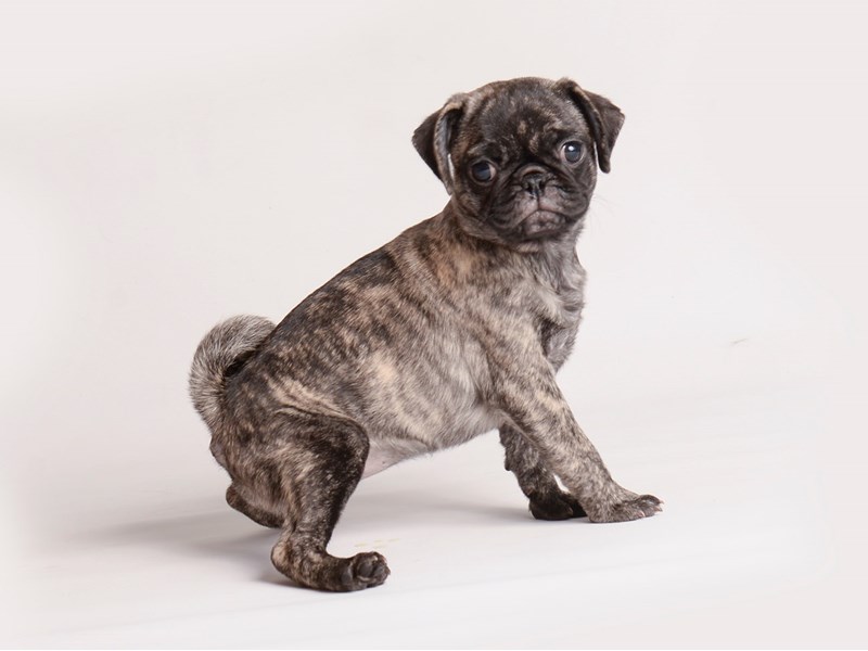 Pug Small Animal Brindle ID:20135 Located at Petland Topeka, Kansas