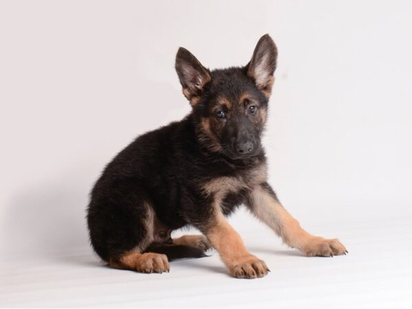 German Shepherd Dog Dog Male Black / Tan 20133 Petland Topeka, Kansas