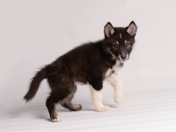 Alaskan Malamute-Dog-Female-Black / White-20132-Petland Topeka, Kansas