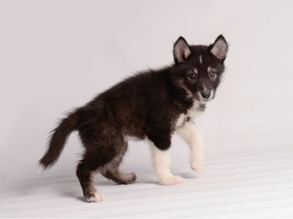 Alaskan Malamute Dog Female Black / White 20132 Petland Topeka, Kansas