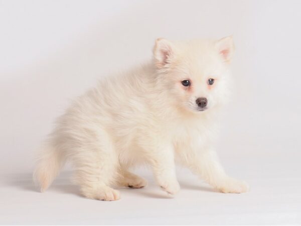 [#20131] Cream Male Pomsky 2nd Gen Puppies For Sale