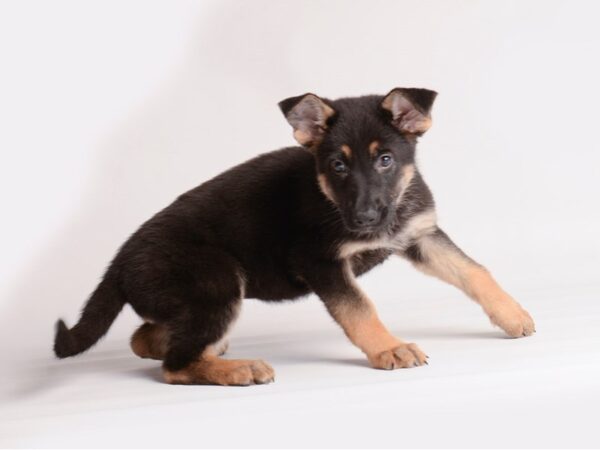 [#20130] Black / Tan Female German Shepherd Dog Puppies For Sale