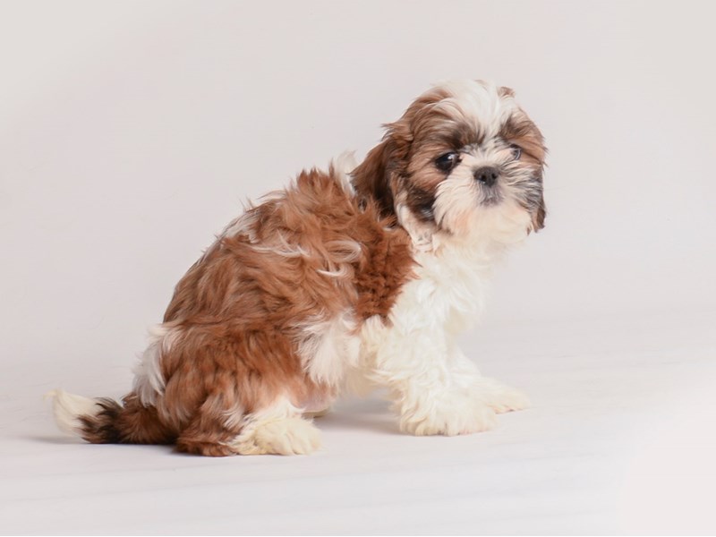 Shih Tzu - 20129 Image #1