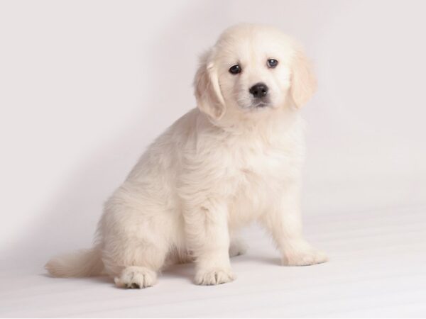 [#20127] Cream Male Golden Retriever Puppies For Sale