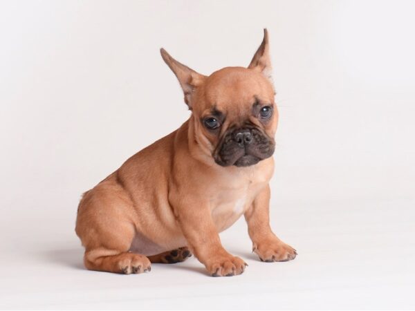 French Bulldog Dog Female Fawn 20126 Petland Topeka, Kansas