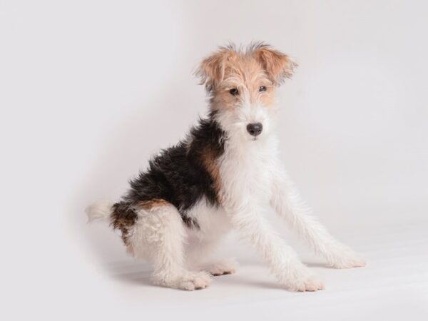 Wire Fox Terrier-Dog-Female-Black White / Tan-20008-Petland Topeka, Kansas