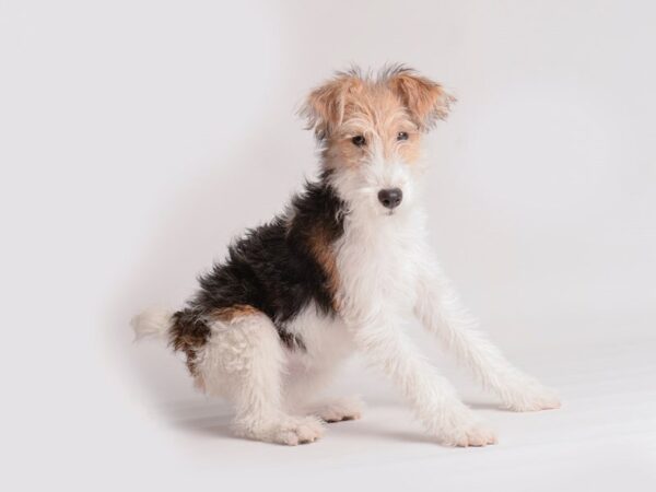 Wire Fox Terrier Dog Female Black White / Tan 20008 Petland Topeka, Kansas