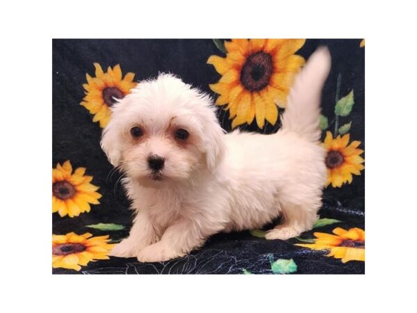 Maltese Dog Male White 20149 Petland Topeka, Kansas