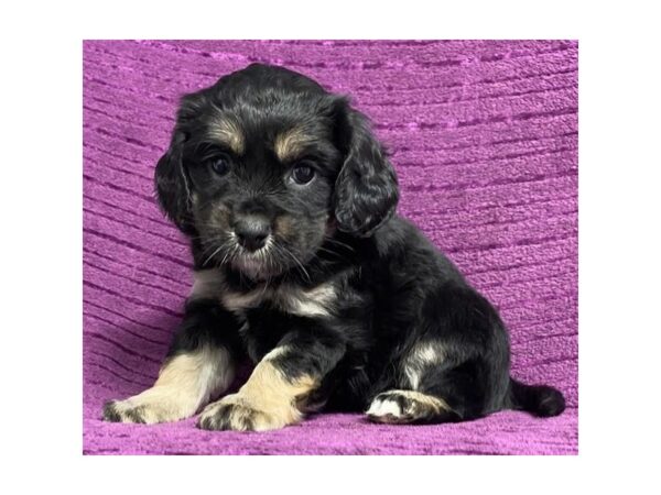 Coton De Tulear/Cocker Spaniel Dog Female Black / Tan 20148 Petland Topeka, Kansas