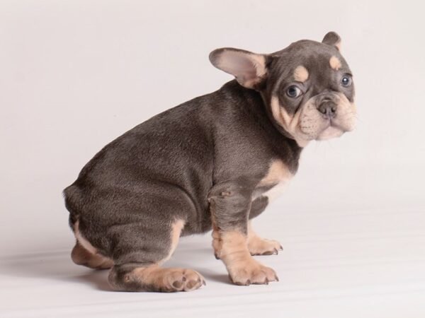 French Bulldog Dog Male Blue and Tan 20150 Petland Topeka, Kansas