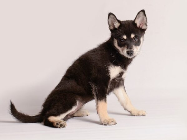 [#20147] Black / Tan Female Pomsky 2nd Gen Puppies For Sale
