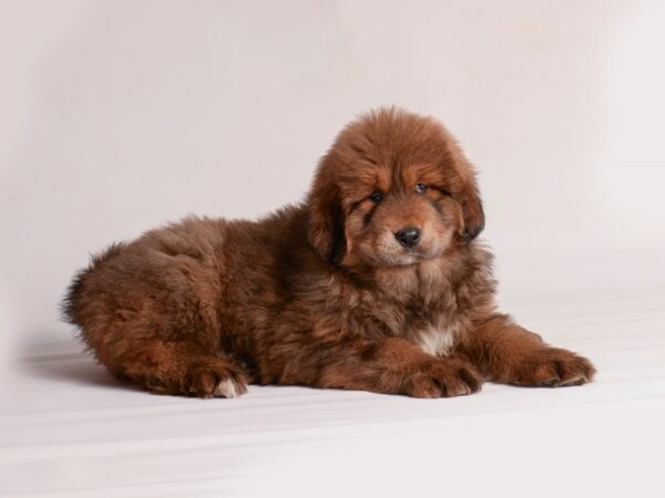 Tibetan Mastiff Dog Female Sable 20146 Petland Topeka, Kansas