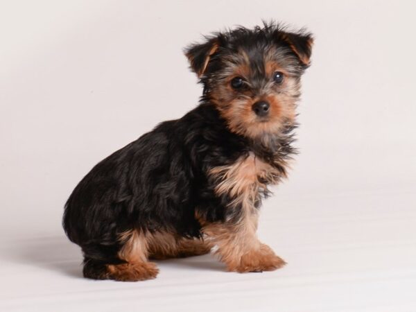 Yorkshire Terrier Dog Female Black / Tan 20145 Petland Topeka, Kansas