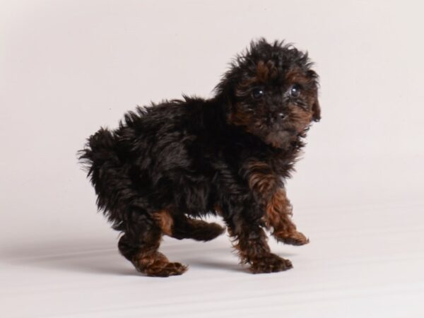 Poodle-Dog-Male-Phantom-20144-Petland Topeka, Kansas