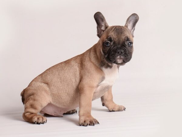 French Bulldog-Dog-Male-Fawn-20143-Petland Topeka, Kansas