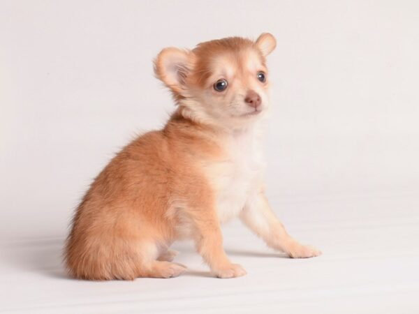 Chihuahua-Dog-Female-Red-20142-Petland Topeka, Kansas