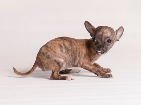 Chihuahua Dog Female Brindle 20141 Petland Topeka, Kansas