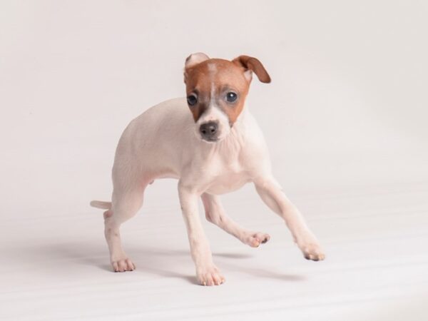 Italian Greyhound-Dog-Female-Wht and Rd w/ Blk Mask-20139-Petland Topeka, Kansas