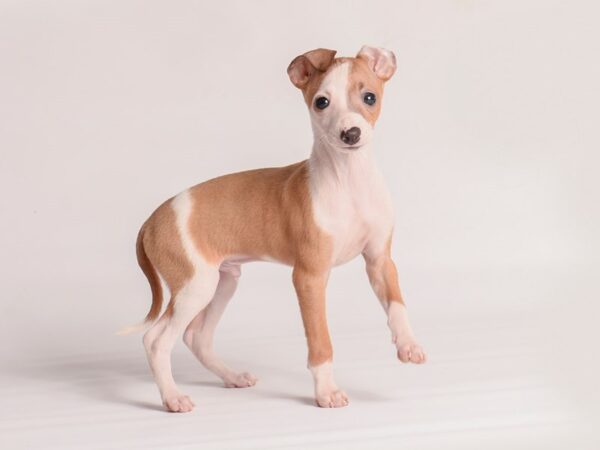 Italian Greyhound Dog Male Blue Fawn 20138 Petland Topeka, Kansas