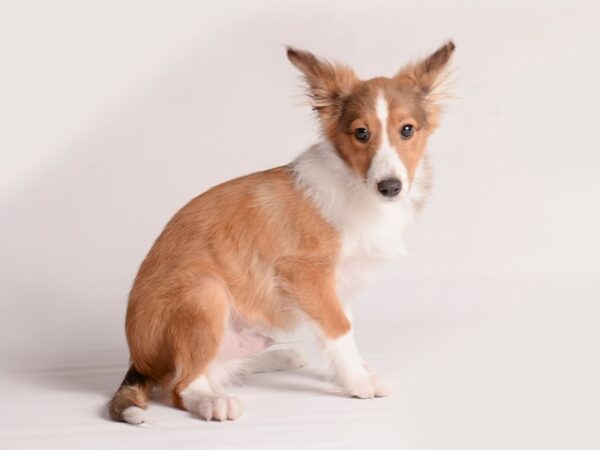 Shetland Sheepdog Dog Male Sable / White 20044 Petland Topeka, Kansas