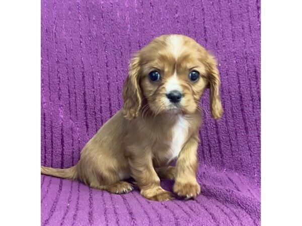 [#20162] Ruby Female Cavalier King Charles Spaniel Puppies For Sale