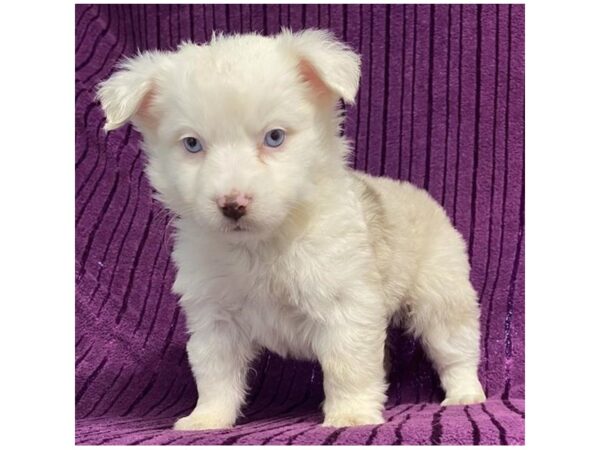 Miniature Australian Shepherd-Dog-Female-Red Merle-20164-Petland Topeka, Kansas