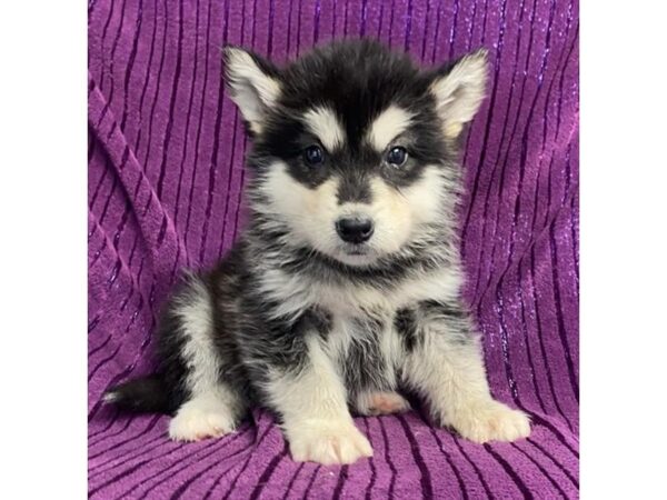 [#20163] Black / White Female Alaskan Malamute Puppies For Sale