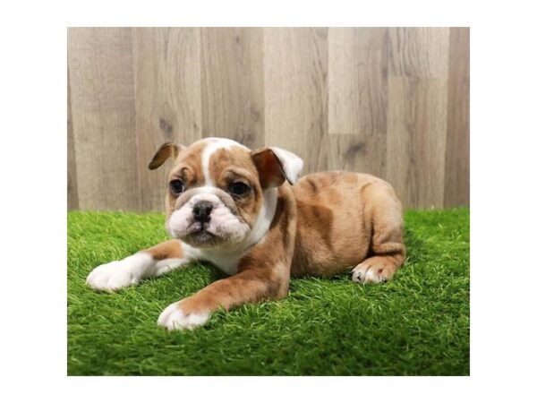 [#20160] Red Merle Female Bulldog Puppies For Sale
